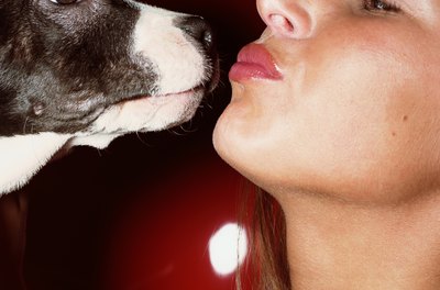 Ryan McVay/Lifesize/Getty Images With training, your pup can get along with your kitty just like he gets along with you.