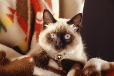 David De Lossy/Photodisc/Getty Images Balinese and Javanese cats are long-haired descendants of the Siamese.