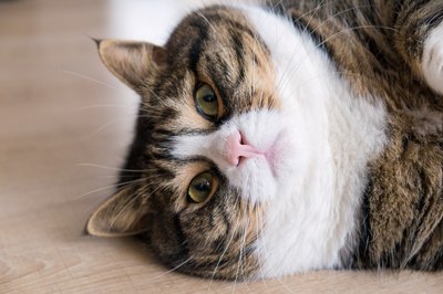 ESezer/iStock/Getty Images Grooming oneself is often not in the cards for an overweight cat.