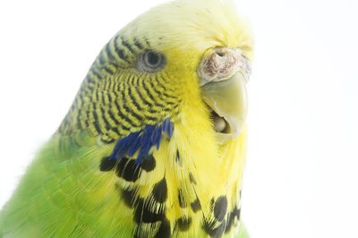 BananaStock/BananaStock/Getty Images A female's cere is brown or whitish.