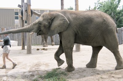 Hemera Technologies/Photos.com/Getty Images Wild animals in zoos occasionally cause injury to care givers.
