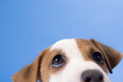 BananaStock/BananaStock/Getty Images Puppy eyes are often indicators of love.