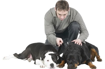 Hemera Technologies/PhotoObjects.net/Getty Images Some Rotties can be party poopers at times.