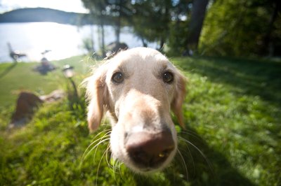 Jupiterimages/Photos.com/Getty Images Whiskers help dogs sense objects close to their face.