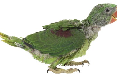 Hemera Technologies/PhotoObjects.net/Getty Images Feather plucking has numerous causes and can cause permanent feather damage.