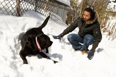 Jupiterimages/Photos.com/Getty Images Your dog may love to frolic in the snow, but make sure to limit his exposure to dangerously cold temperatures.