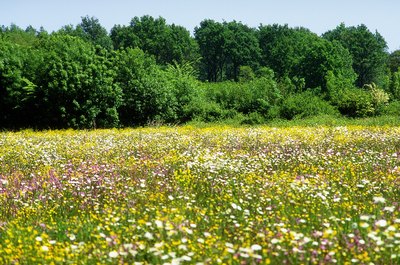 Goodshoot/Goodshoot/Getty Images Tap into the value of your vacant land lot with an equity loan.