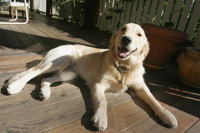 Jupiterimages/Comstock/Getty Images Older Labs often get fatty tumors.