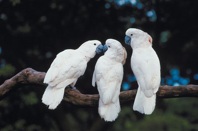 Jupiterimages/Photos.com/Getty Images Cockatoos can be quite social.