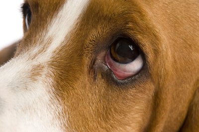 BananaStock/BananaStock/Getty Images The eyes are a window to your dog's health and soul.