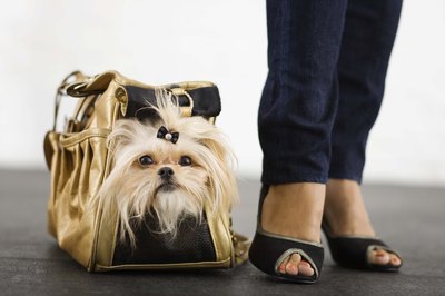 Jupiterimages/Brand X Pictures/Getty Images You can't carry Fido everywhere so protect his feet from the elements.