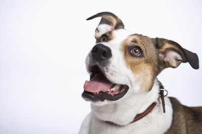Comstock Images/Comstock/Getty Images His ears pick up higher frequencies than yours.