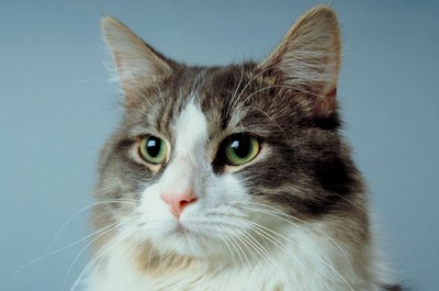 Jupiterimages/Photos.com/Getty Images "Why don't I have the urge to pee all over the house anymore?"