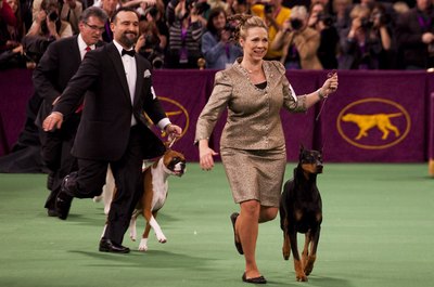 Michael Nagle/Getty Images News/Getty Images The Doberman pinscher is a versatile and agile dog.