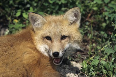 Tom Brakefield/Stockbyte/Getty Images Don't let Fifi go near this guy.