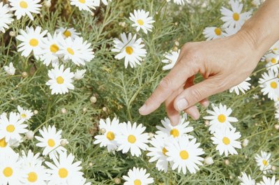 David De Lossy/Photodisc/Getty Images Drinking chamomile tea can ease stress and promote relaxation.