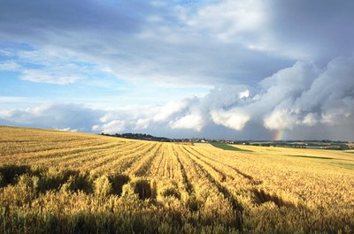 John Foxx/Stockbyte/Getty Images Hominy is made of corn.