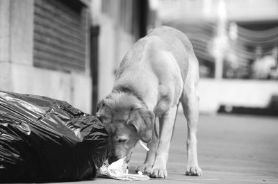 David De Lossy/Valueline/Getty Images Trash may be tasty, but it can also be dangerous to your beloved pup.