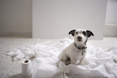 Chris Amaral/Photodisc/Getty Images Puppies in the shredding stage aren't ideal candidates for soft-sided crates.