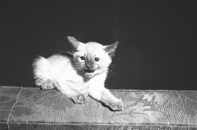 George Marks/Retrofile/Getty Images Even a cute kitten can defend himself with his claws.