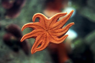 John Foxx/Stockbyte/Getty Images Although most starfish, or sea stars, have five arms, they can have as many as 50.