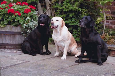 Jupiterimages/Photos.com/Getty Images Cleaning up after your doggies is easier if they go on the patio.