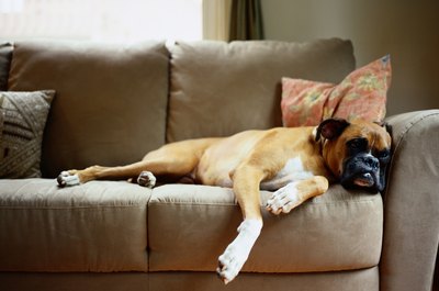 Ryan McVay/Photodisc/Getty Images If you're tired of this, consider a DIY PVC D-O-G B-E-D.