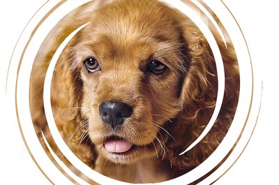 Jupiterimages/liquidlibrary/Getty Images Many cocker spaniels suffer from hereditary cataracts.