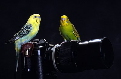 NA/Photos.com/Getty Images Parakeets will perch anywhere they feel comfortable.
