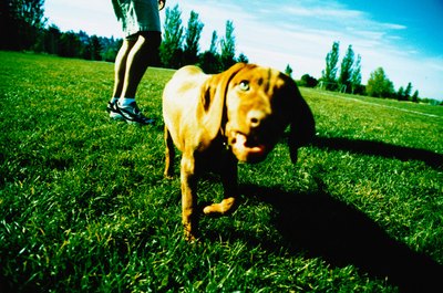 Ryan McVay/Photodisc/Getty Images Your dog pees on pee to show other dogs who's boss.