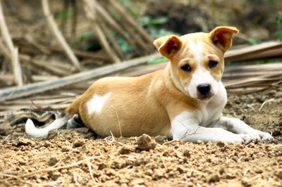 Visage/Stockbyte/Getty Images "I get to dig for treats and not get in trouble?"