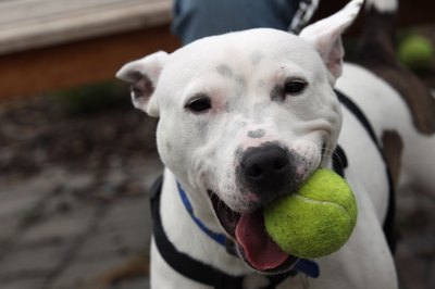 Dan Kitwood/Getty Images News/Getty Images Helen Keller and President Theodore Roosevelt both had pit bulls, once considered the all-American family pet.