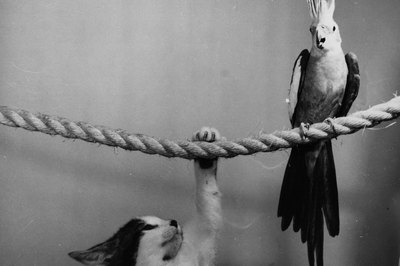 Keystone/Valueline/Getty Images Older cockatiels may have previously lived in a stressful environment.