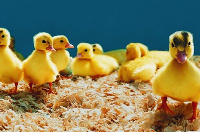 Digital Vision./Digital Vision/Getty Images Ducklings can eat chick food for the first few weeks of life.
