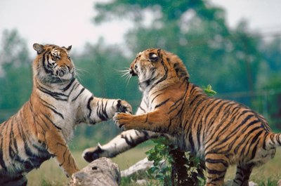 Jupiterimages/Photos.com/Getty Images Encourage your cats not to do this.