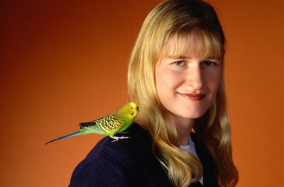 Ryan McVay/Photodisc/Getty Images If you talk to your parakeet on a regular basis, he might talk back.