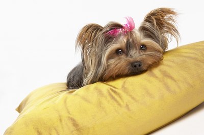 Hair Loss In An Older Dog Pets