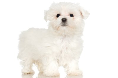 Short Haircuts For Maltese Dogs Pets