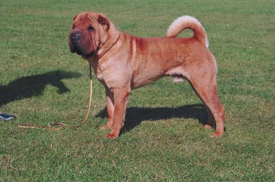 Jupiterimages/Photos.com/Getty Images Take your shar-pei out to the same spot every day when housebreaking.