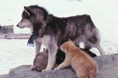 Jupiterimages/liquidlibrary/Getty Images Mama dogs gradually lose their milk as their puppies shift to solid foods.