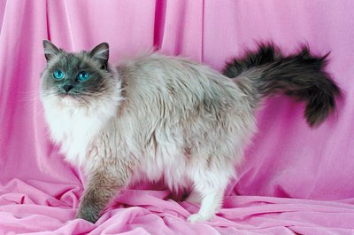Jupiterimages/Photos.com/Getty Images Bright blue eyes are a ragdoll trait.