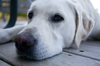 Jupiterimages/Photos.com/Getty Images Labs are among the breeds most frequently diagnosed with hypothryoidism.