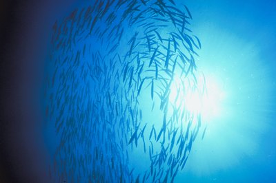 NA/AbleStock.com/Getty Images Guppies are diurnal fish, meaning they stay awake during the day and sleep at night.