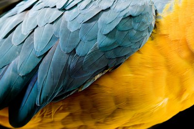 Jupiterimages/liquidlibrary/Getty Images The state of your bird's feathers tell you a lot about his health.