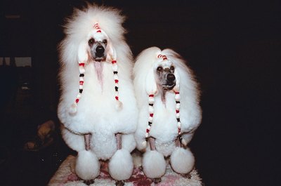 Jupiterimages/Photos.com/Getty Images Pick from extravagant show clips and easy-care pet clips.