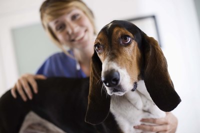 Jupiterimages/Brand X Pictures/Getty Images Focus on veterinary buzzwords to make your short resume burst at the seams with qualifications.