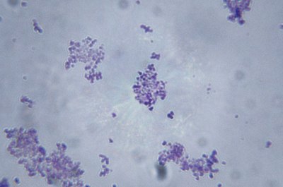 Duncan Smith/Photodisc/Getty Images Virologists explore solutions for a range of biomedical problems.