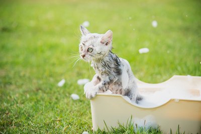 anurakpong/iStock/Getty Images Fleas can drive Fluffy mad with the itching that they cause.