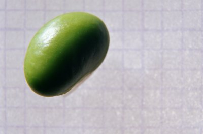 Ryan McVay/Photodisc/Getty Images Soybeans are the best vegan sources of all essential amino acids.