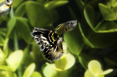 underworld111/iStock/Getty Images Follow these tips to ensure your guppies thrive.